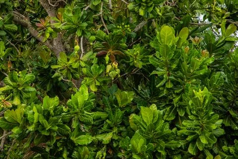 Green leaves pattern background Stock Photos