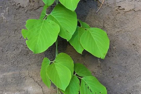 Green leaves pattern background wallpaper Stock Photos