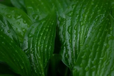 Green leaves pattern background.Natural background and wallpaper. Stock Photos