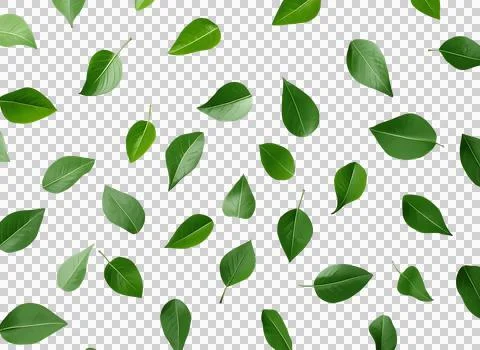 Green leaves pattern with botanical,, background, decoration as isolated PNG Stock Illustration