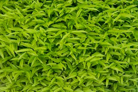Green leaves pattern on bush Stock Photos