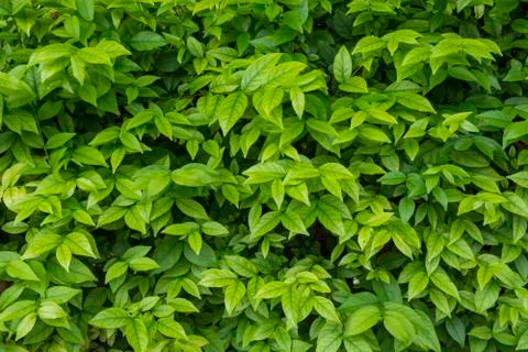Green leaves pattern on bush Stock Photos
