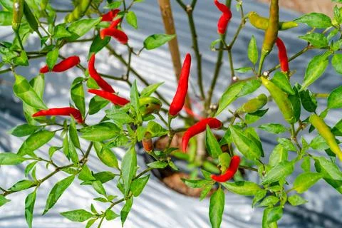 Green leaves pattern of chilli tree,Red green chili peppers in organic farm Stock Photos