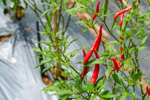 Green leaves pattern of chilli tree,Red green chili peppers in organic farm Stock Photos