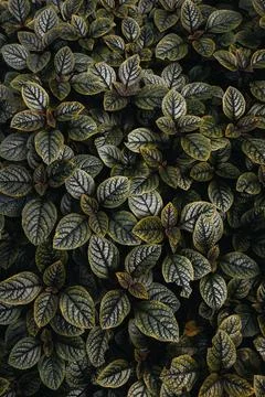 Green leaves pattern creating natural plant background Stock Photos
