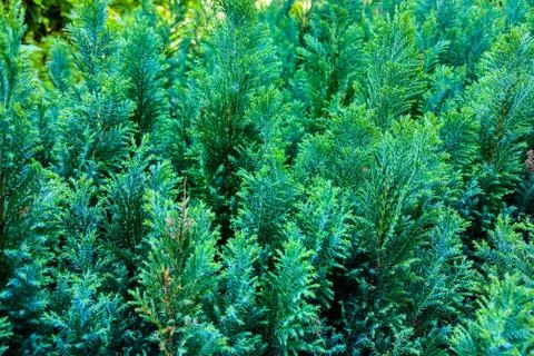 Green leaves pattern of Creeping juniper or Juniperus horizontalis Moench,lea Stockfoto's