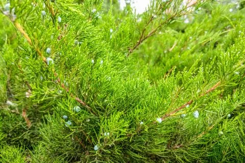 Green leaves pattern of creeping juniper or Juniperus horizontalis. Stockfoto's