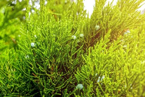 Green leaves pattern of creeping juniper or Juniperus horizontalis. Stockfoto's