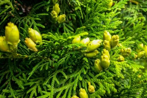 Green leaves pattern of creeping juniper or Juniperus horizontalis. Stockfoto's
