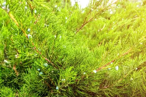 Green leaves pattern of creeping juniper or Juniperus horizontalis. Stockfoto's
