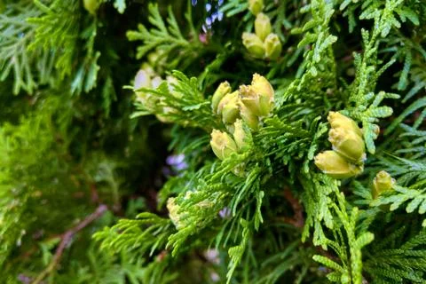 Green leaves pattern of creeping juniper or Juniperus horizontalis. Stockfoto's