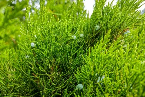 Green leaves pattern of creeping juniper or Juniperus horizontalis. Stockfoto's