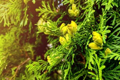 Green leaves pattern of creeping juniper or Juniperus horizontalis. Stockfoto's