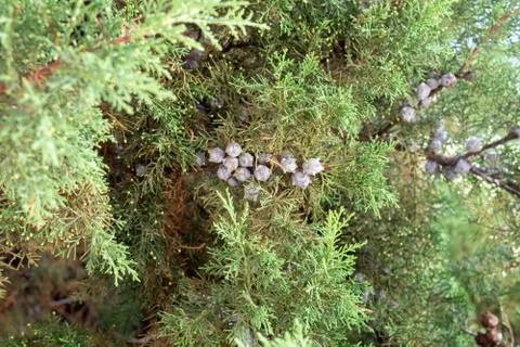 Green leaves pattern of creeping juniper or Juniperus horizontalis. selective Stockfoto's