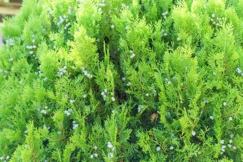 Green leaves pattern of creeping juniper or Juniperus horizontalis. selective Stockfoto's