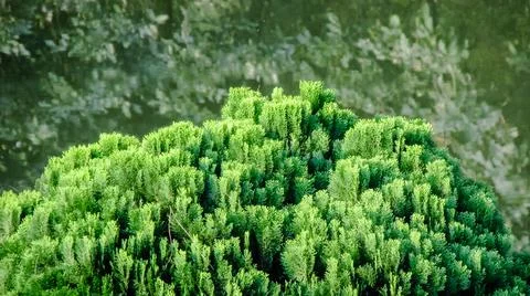 Green leaves pattern of creeping juniper or Juniperus horizontalis Stock Photos