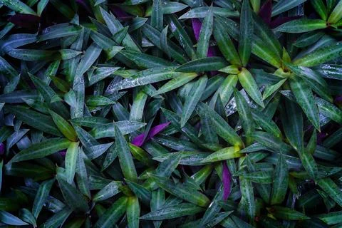 Green leaves pattern with drop of water,leaf Tradescantia spathacea or Boat.. Stock Photos
