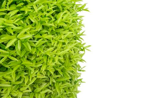Green leaves pattern isolated with white background Stock Photos