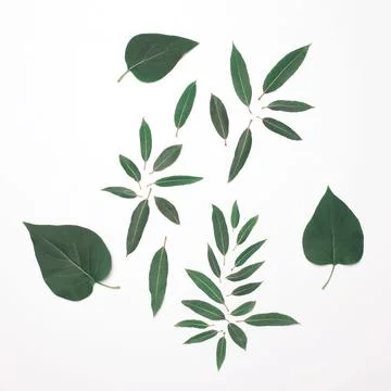 Green leaves pattern isolated on a white background, top view, flat lay Foto stock