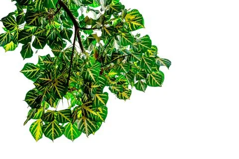 Green leaves pattern, leaf Erythrina variegata isolated on white background 库存照片