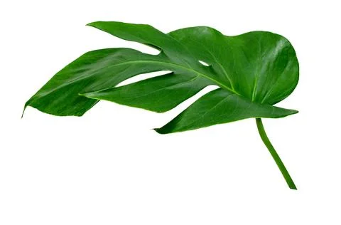 Green leaves pattern ,leaf monstera isolated on white background Stock Photos