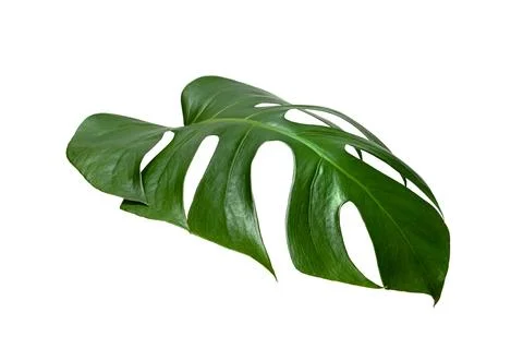 Green leaves pattern ,leaf monstera isolated on white background Stock Photos
