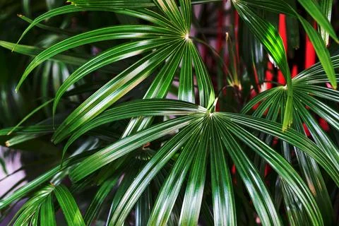 Green leaves pattern ,leaf palm tree in the forest Stock Photos