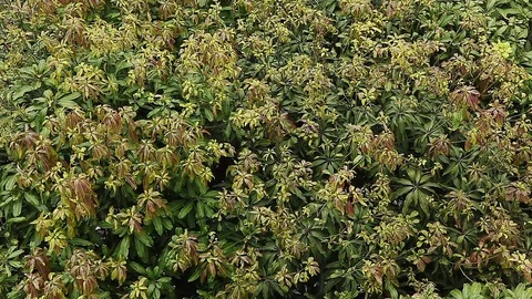 Green Leaves Pattern / Natural Pattern Background Stock Footage 89962441