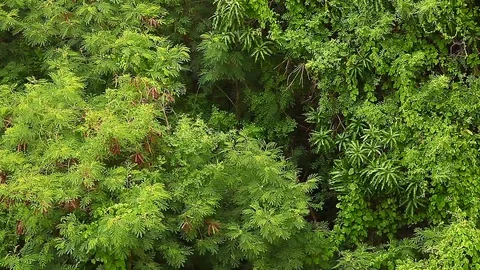 Green Leaves Pattern / Natural Pattern Background Stock Footage 89962629