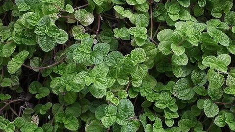 Green Leaves Pattern / Natural Pattern Background Stock Footage 91126382