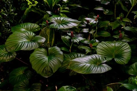 Green leaves pattern for nature concept,leaf homalomena rubescens and Cheil.. Stock Photos