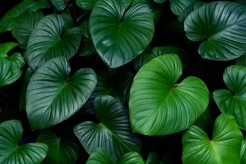 Green leaves pattern for nature concept,leaf homalomena rubescens tree text.. Stock Photos