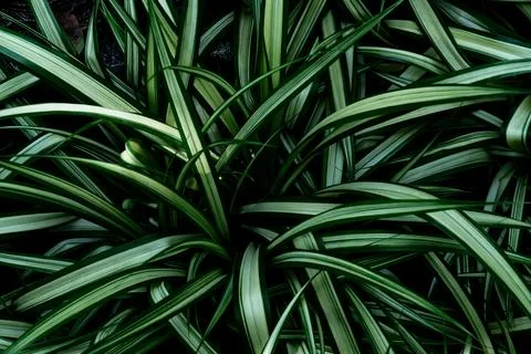 Green leaves pattern for nature concept,leaf textured background,spider plant Stock Photos