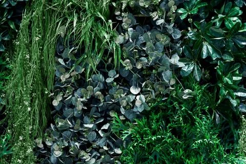 Green leaves pattern for nature concept,leaf on wall textured background Stock Photos
