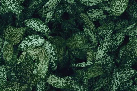 Green leaves pattern for nature concept,leaf textured background Stock Photos