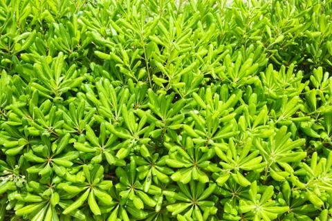 Green leaves pattern Foto stock