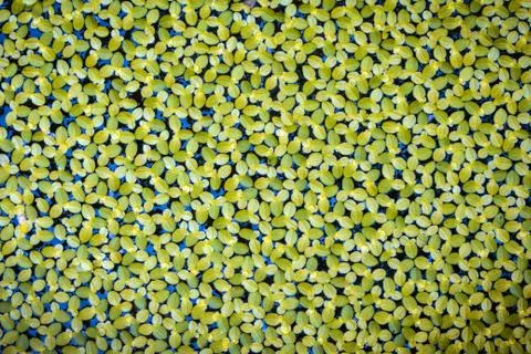 Green leaves pattern Stock Photos