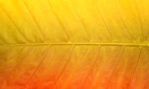 Green Leaves Pattern Stock Photos