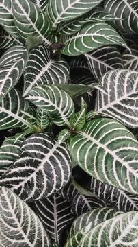 Green Leaves Pattern Stock Photos