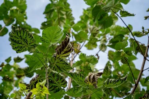 Green leaves with pattern Stock Photos