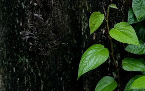 Green leaves pattern on rough tree background, Natural background Stock Photos
