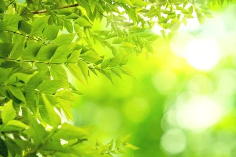 Green leaves pattern for summer or spring season concept,leaf with bokeh te.. Stock Photos