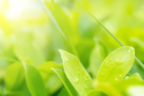 Green leaves pattern for summer or spring season concept,leaf blur textured.. Stock Photos