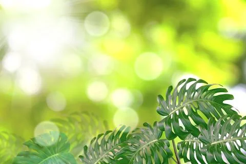 Green leaves pattern for summer or spring season concept,leaf of monstera w.. Stock Photos