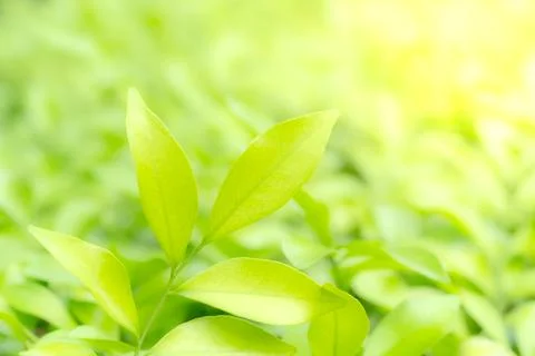 Green leaves pattern for summer or spring season concept,leaf blur textured.. Stock Photos