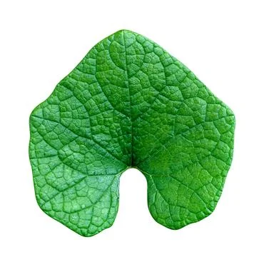 Green leaves pattern of tropical leaf plant isolated on white background,in.. Stock Photos