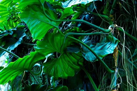 Green leaves pattern of tropical leaf plant in forest Stock Photos
