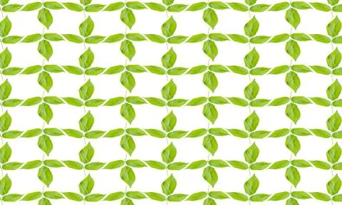 Green leaves pattern on white background Stock-Fotos