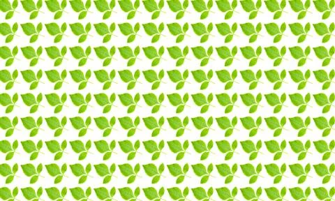 Green leaves pattern on white background Stock Photos