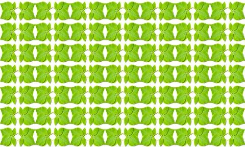 Green leaves pattern on white background Stock Photos